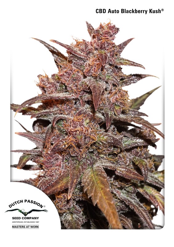 Blackberry Kush Feminized
