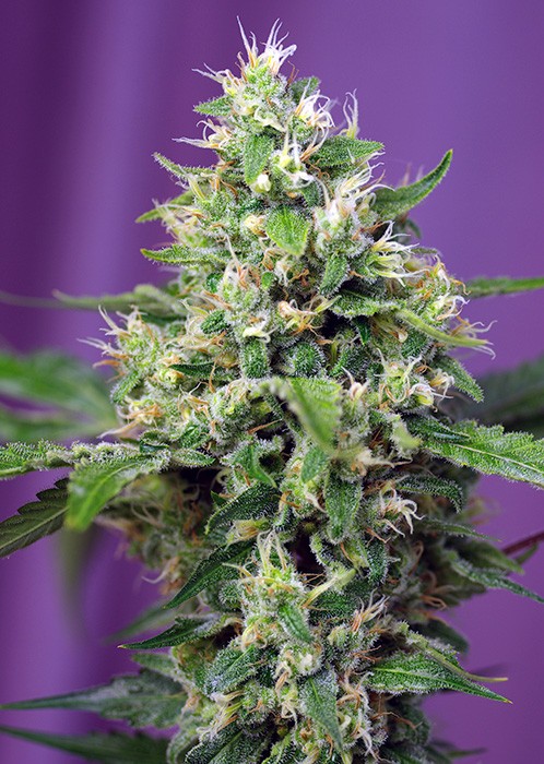 Haze XL Autoflower