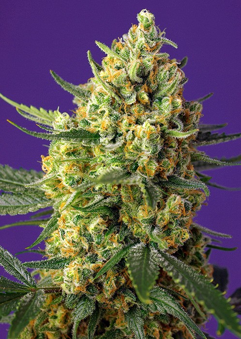 Candyland Feminized