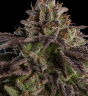 Animal Mints Feminized