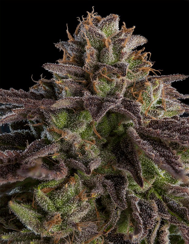 Animal Mints Feminized
