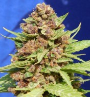 Purple Punch Cookies Feminized