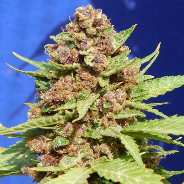 Purple Punch Cookies Feminized