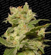 Apple Jack Feminized