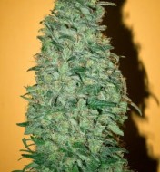 California Dream Feminized