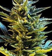 Cake Batter Feminized