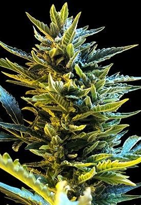Cake Batter Feminized