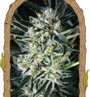 Jelly Bean Feminized