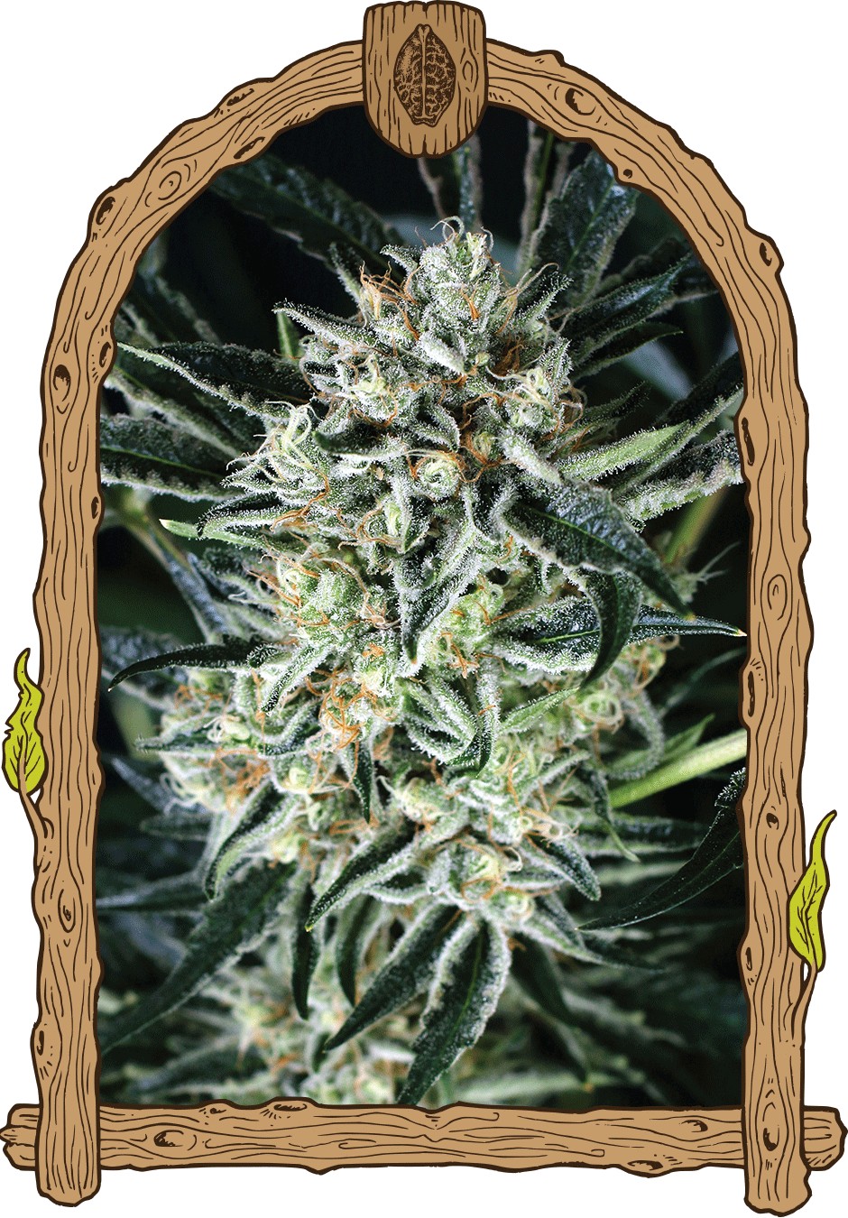 Jelly Bean Feminized
