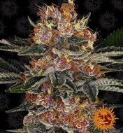 Purple Punch Autoflower