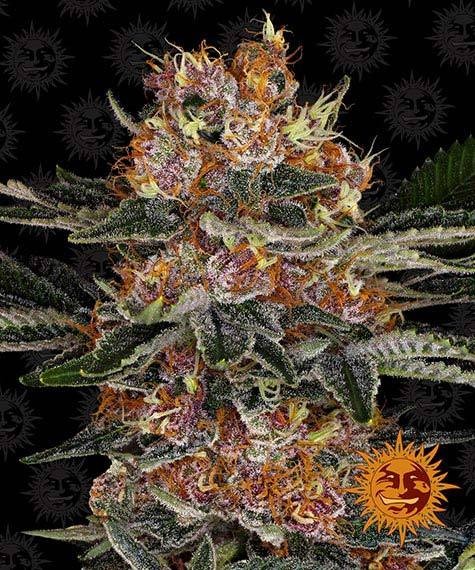 Purple Punch Autoflower
