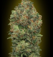 Critical Mass Autoflower