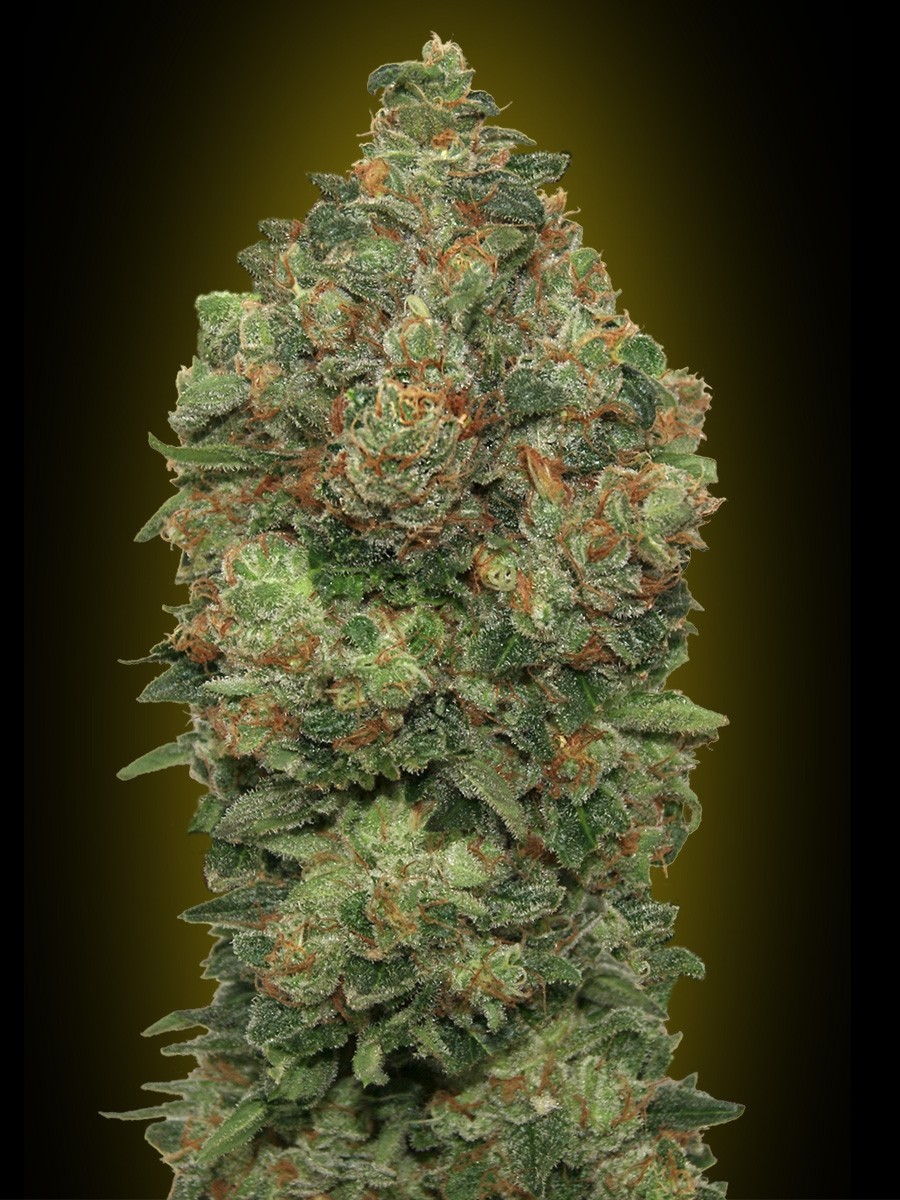 Critical Mass Autoflower