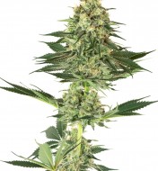 Banana Kush Feminized