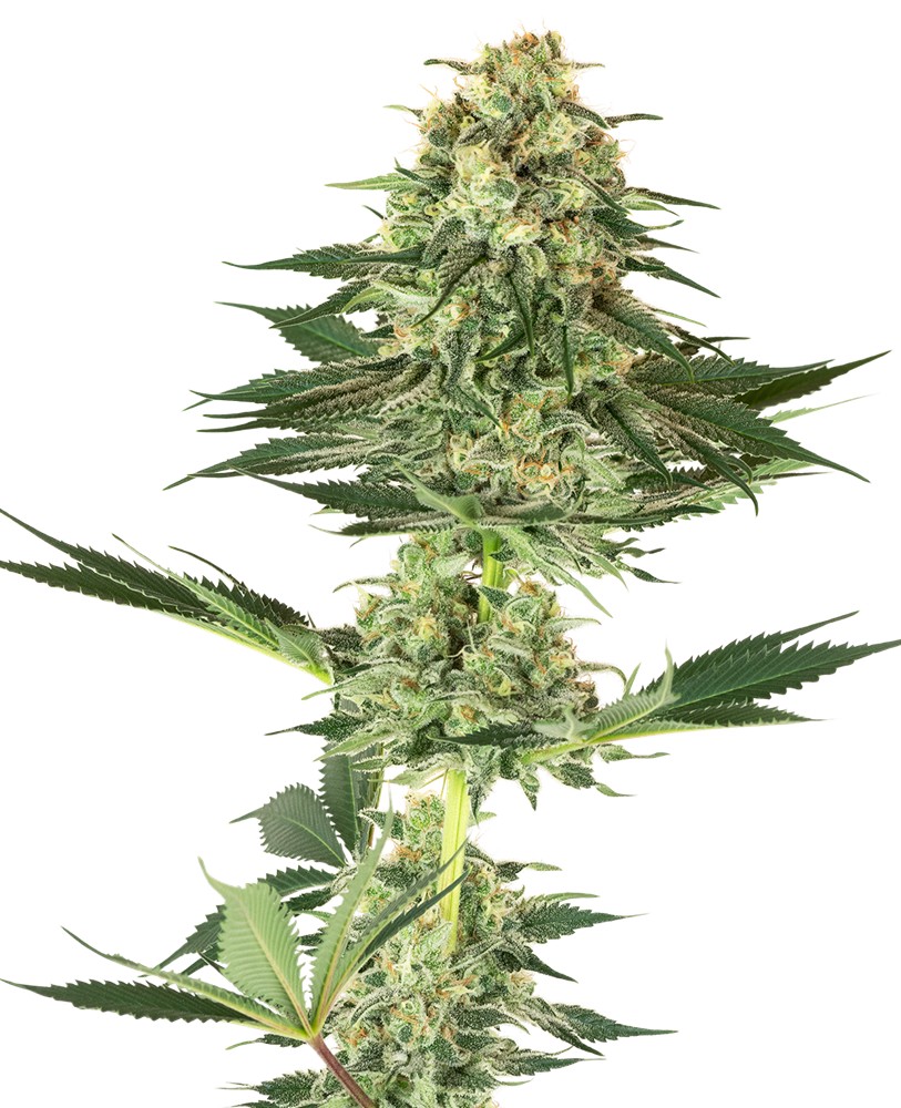Banana Kush Feminized