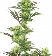 Frosted Guava Feminized
