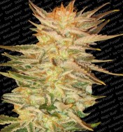 Irish Cream Feminized