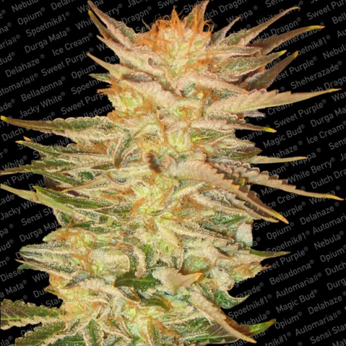 Irish Cream Feminized