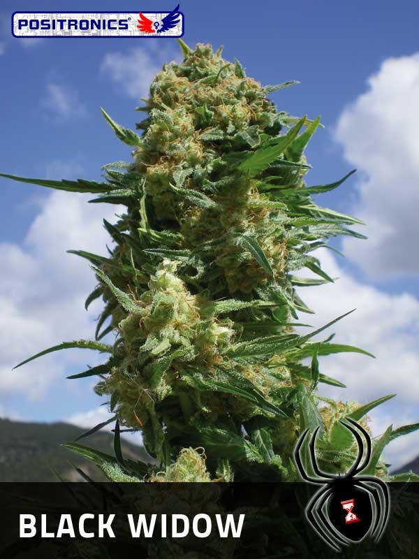 Black Widow Feminized