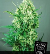 Diesel Feminized