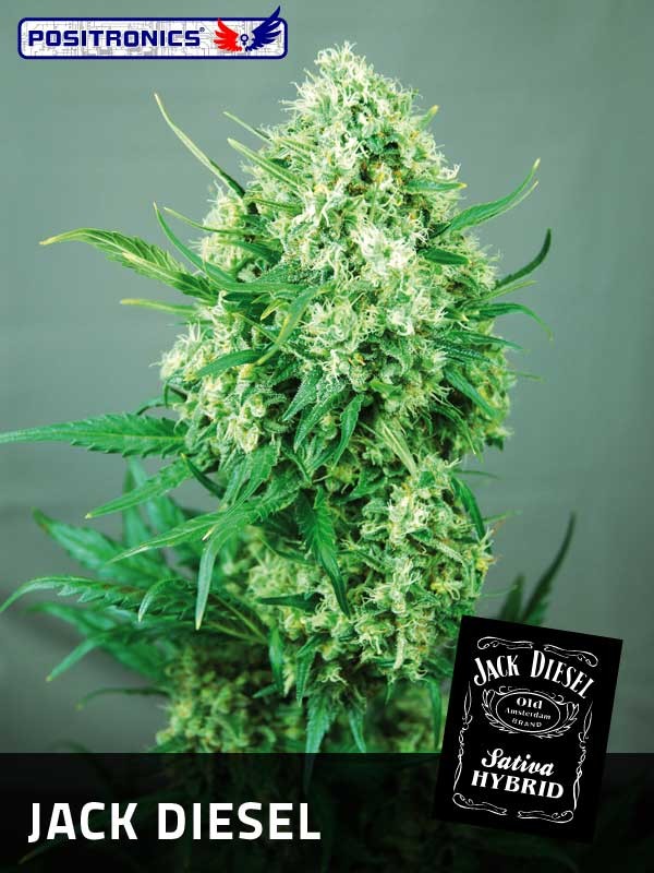 Diesel Feminized