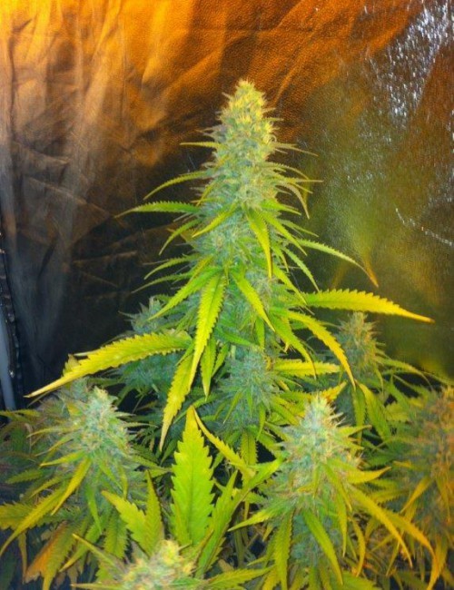 Mexican Haze Feminized