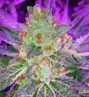 9 Pound Hammer Feminized