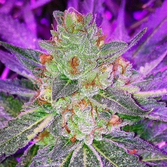 9 Pound Hammer Feminized