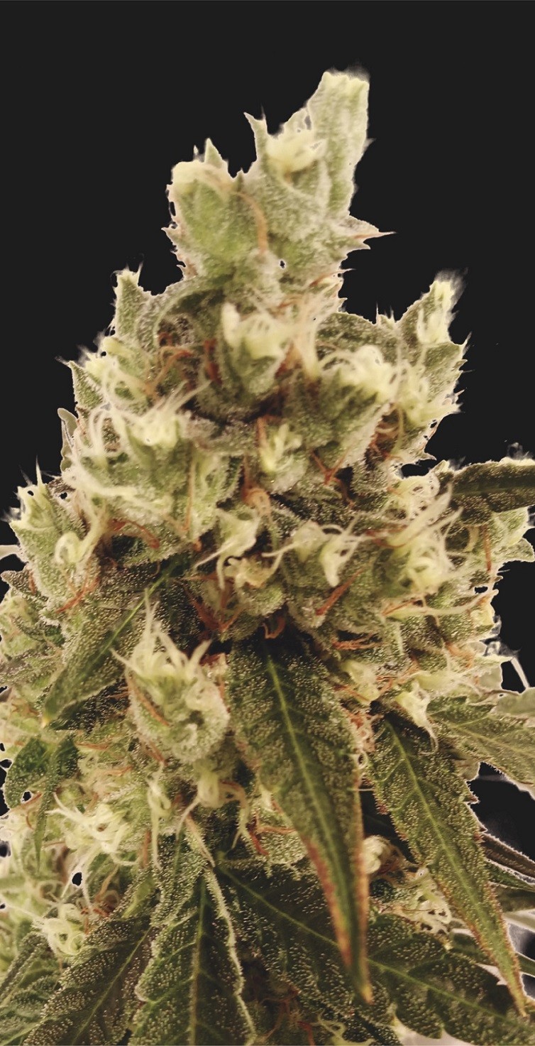 Gorilla Cream Feminized