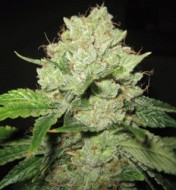 Trainwreck  Fast Version