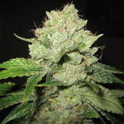 Trainwreck  Fast Version