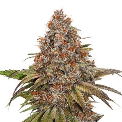 Blackberry Pie Feminized