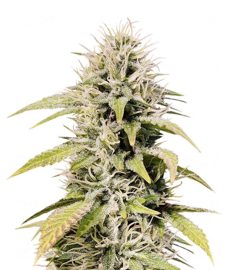 Cookies & Cream Feminized