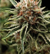 Great White Shark Autoflower