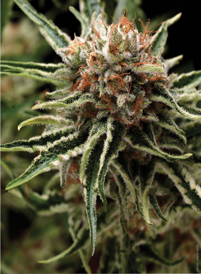 Great White Shark Autoflower