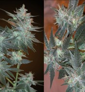 MK Ultra Feminized