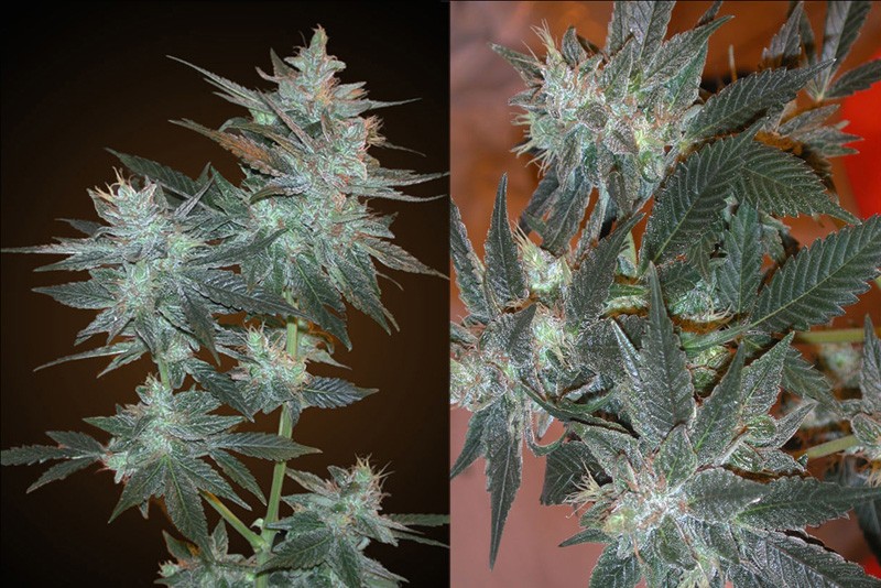 MK Ultra Feminized