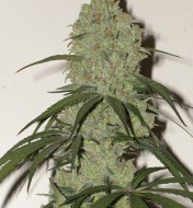 Cannatonic Feminized