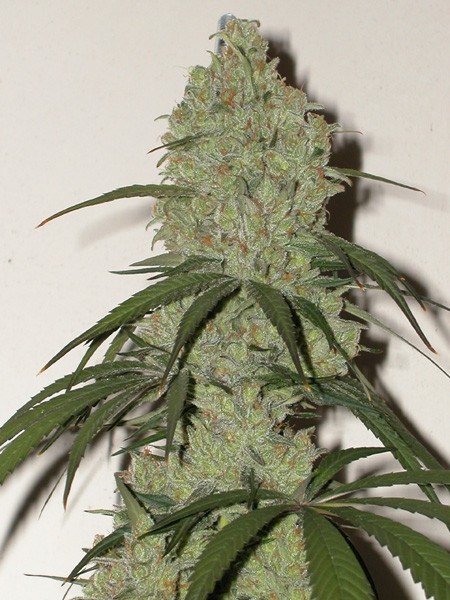 Cannatonic Feminized