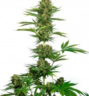 Black Domina Feminized