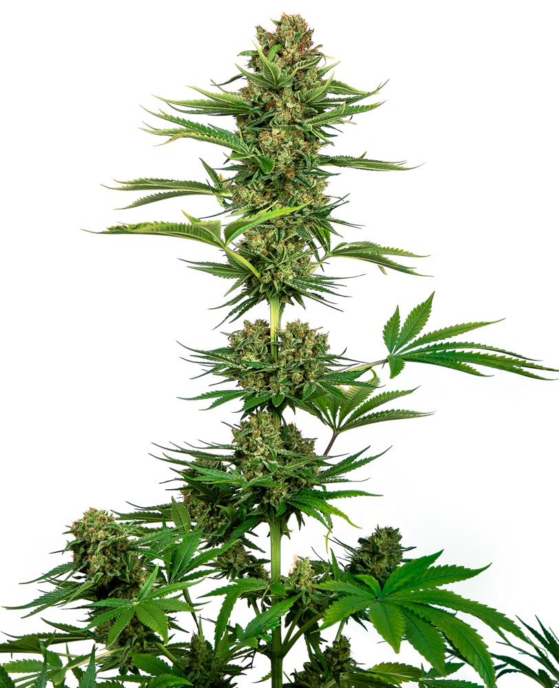Black Domina Feminized