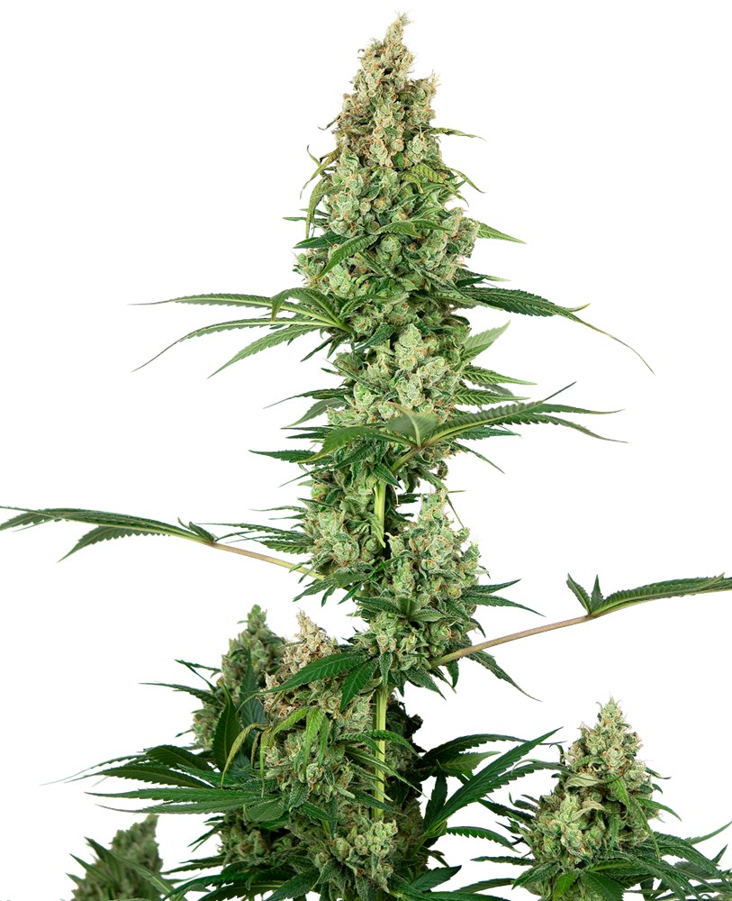 Fire OG Feminized