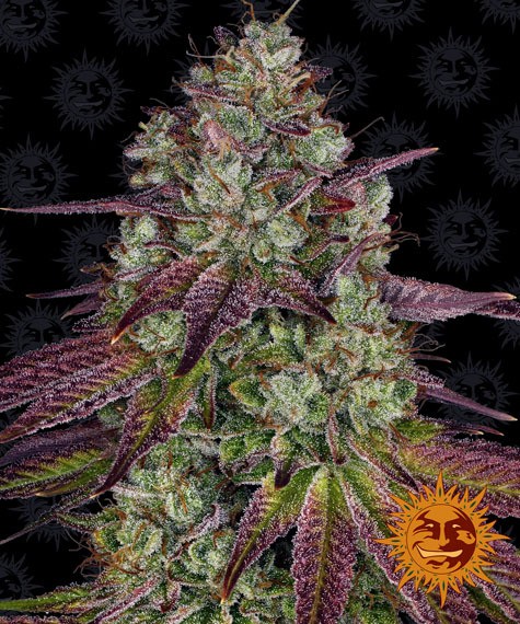 Mimosa Feminized