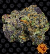 Runtz Muffin Feminized