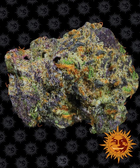 Runtz Muffin Feminized