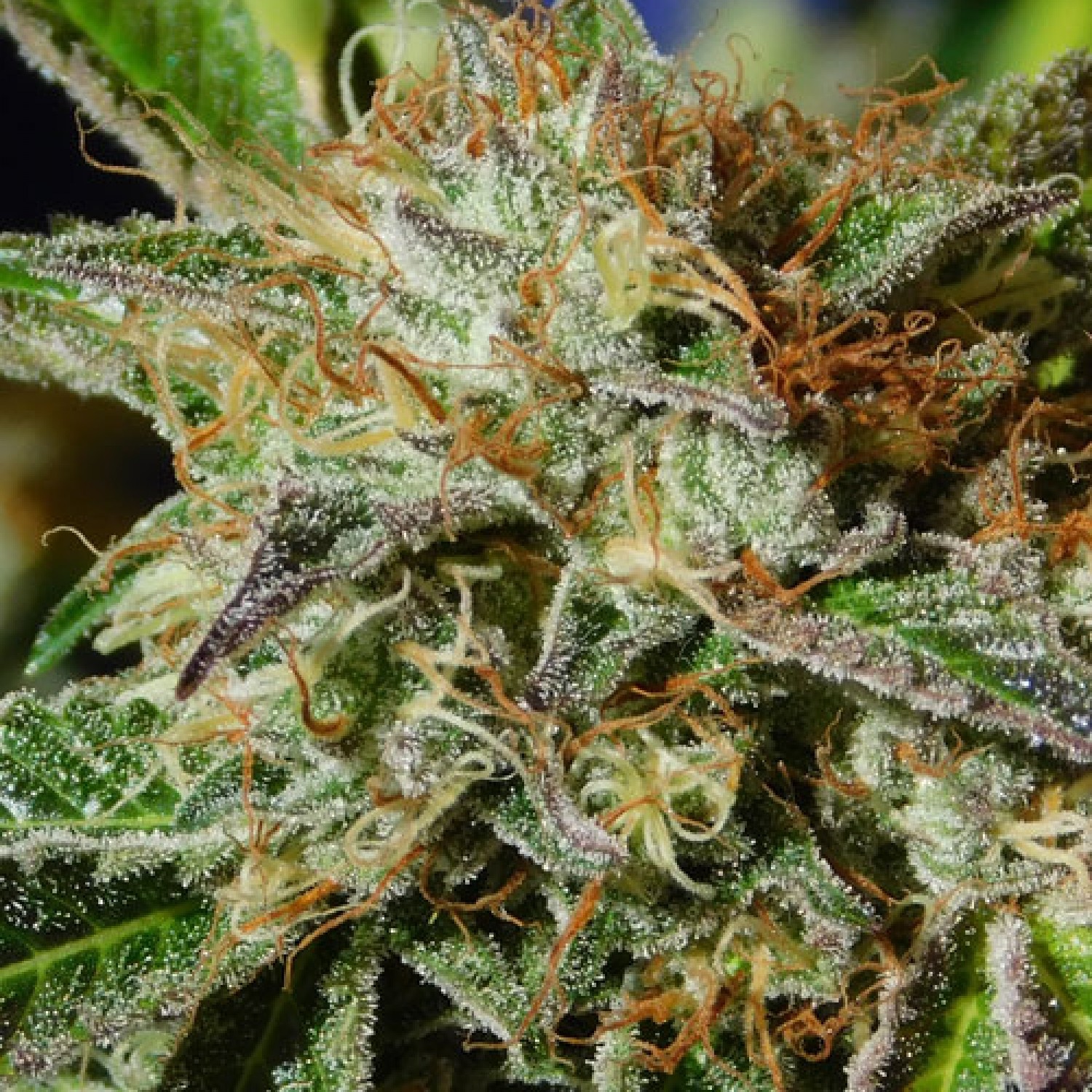 Ghost Train Haze Feminized