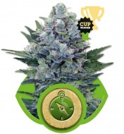 Northern Lights Feminized