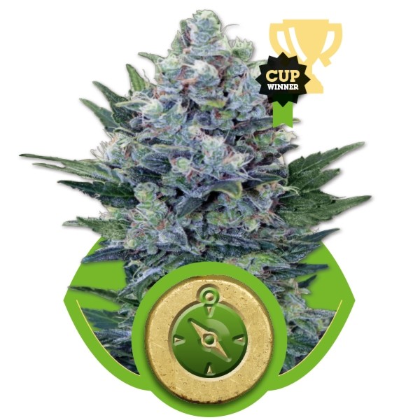 Northern Lights Feminized