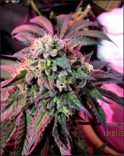 Cherry Pie Feminized