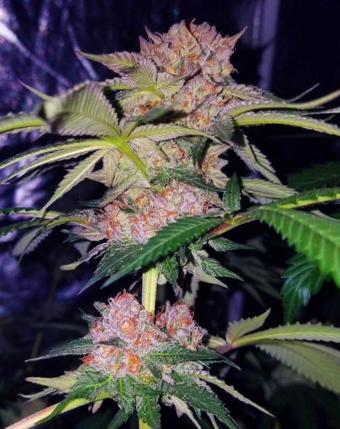 Mimosa F1 Feminized